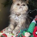 Pure breed Adorable and gentle persian cat-2