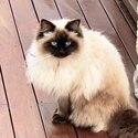 Pure Ragdoll-2