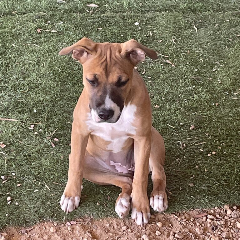 American Staffy x Ridge Back 