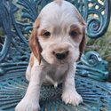 Cocker Spaniel Puppies-5