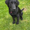 Lab pup for sale urgent !!-2