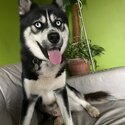 Male Siberian Husky looking for a new home -1