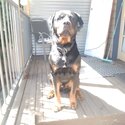 Male Rottweiler for adoption.-3