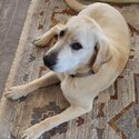 Urgent Labrador for sale -2