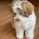  Shihpoo Dogs and puppies  male and female for sale-5