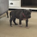 Blue American Staffordshire -1