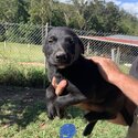 Australian kelpie cross border collie -5