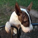 7 month old Bull Terrier-2