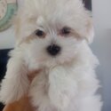 Papered Purebred Maltese Pups for sale-2