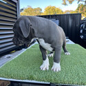 Blue nose pitbull puppies 8 weeks old -1