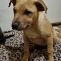 Shar Pei x Staffy Puppies-2