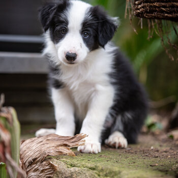 Female Border Collie