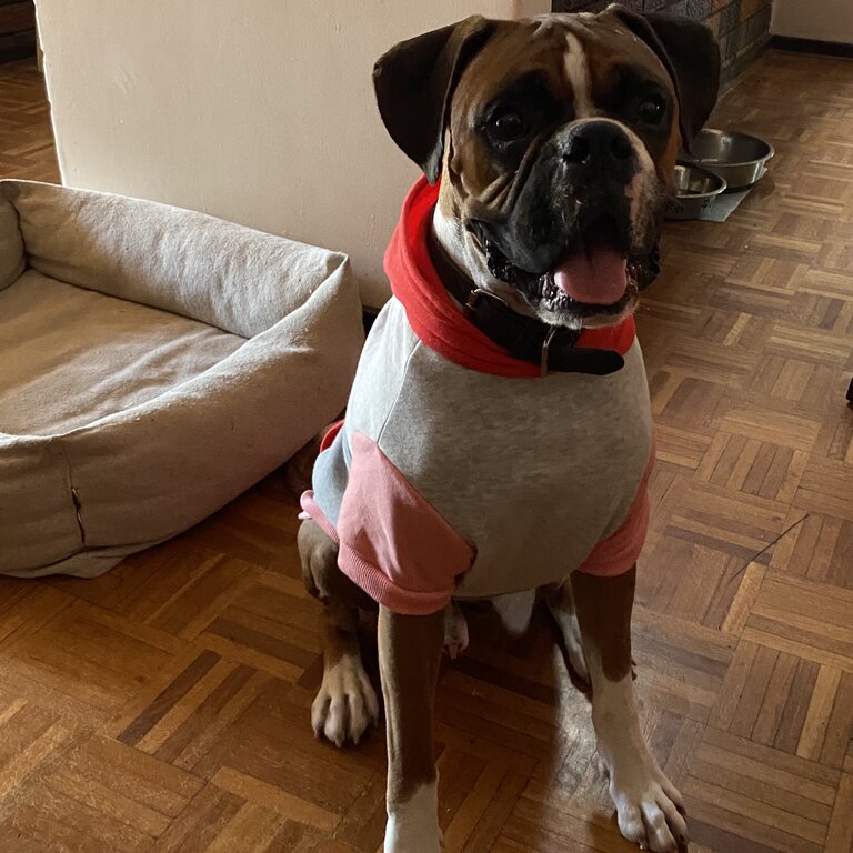 2 year old Pure Bred Boxer Dog