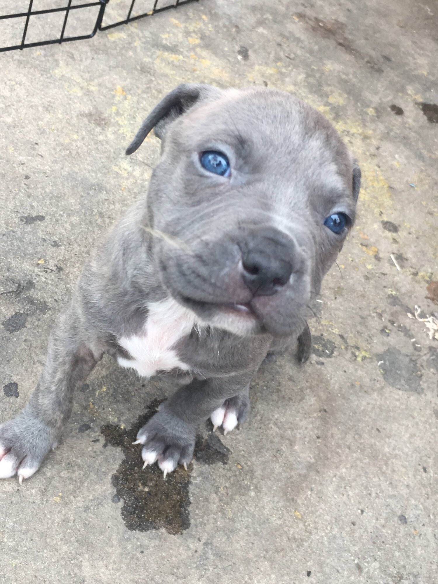 Beautiful American staffy pups!!