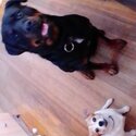 Male Rottweiler for adoption.-0