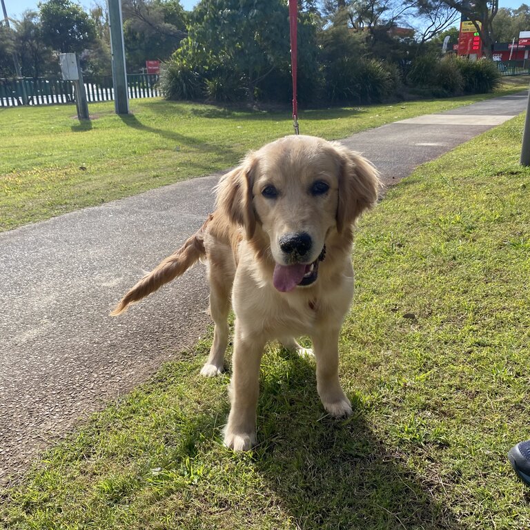 Golden retriever puppy 