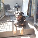 Male Rottweiler for adoption.-2