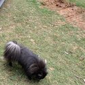 Rare blue and silver German spitz -2