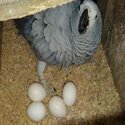 Fresh fertile African grey parrot eggs for sale-0