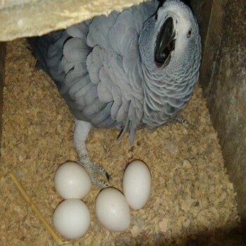 Fresh fertile African grey parrot eggs for sale