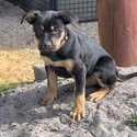 Purebred Australian Kelpie Puppies-2