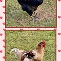 Urgent Rooster Rehoming -0