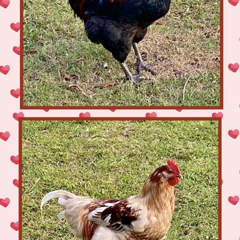 Urgent Rooster Rehoming 