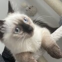 Ragdoll Kitten - Purebred Seal Point - Female-2