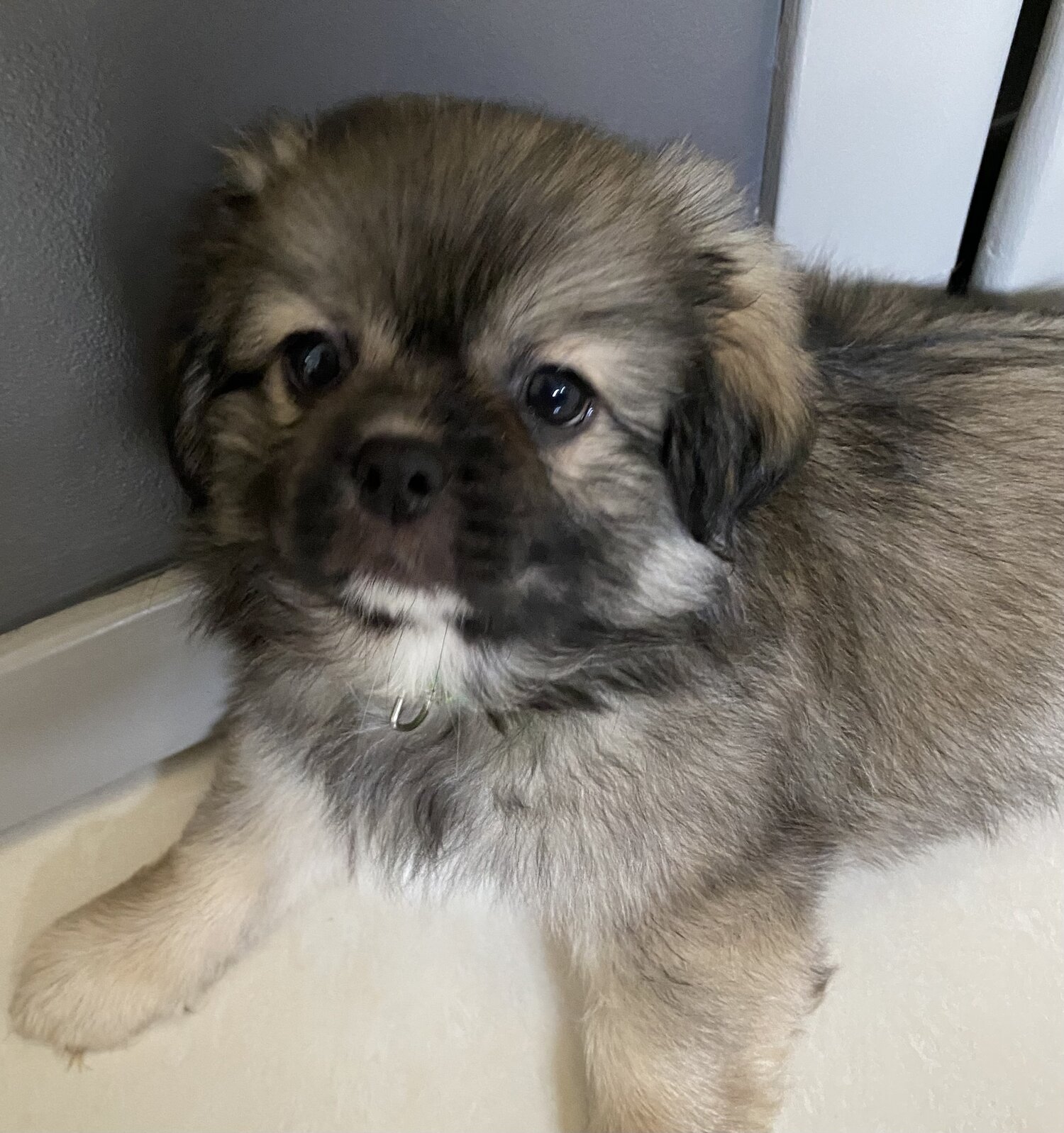 Purebred Tibetan Spaniel Puppies   38917919453f1b43a27ac506ccea4fdb9423f43fe97e313e488e47c141542fe0  1500x 