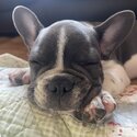 3 month old french bulldog puppy-2