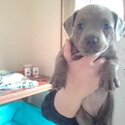 Staffy X pocket bully puppies-4