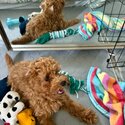 Playful toy poodle for sale -0