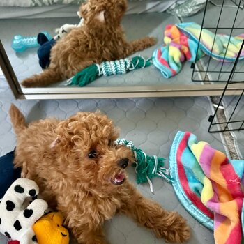 Playful toy poodle for sale 