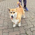 Beautiful &quot;Willow&quot; Boy - Corgi Pembroke-3