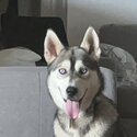 Female Siberian Husky for Sale-0