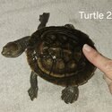 Very regretful sale :(  Turtles &amp; tanks-4