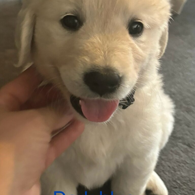 PURE BRED GOLDEN RETRIEVER PUPPIES ( 5 LEFT)