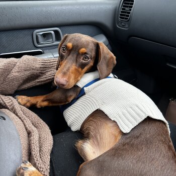 Short Haired Male Dachshund