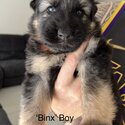 German Shepherd Puppies For Sale-4