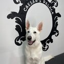 Adorable 7-month-old Swiss Shepherd Dog for Sale-2