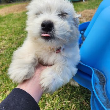 Moodle - Maltese x Toy Poodle