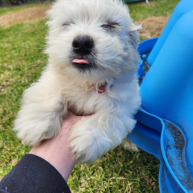 Moodle - Maltese x Toy Poodle