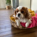 Cavalier king Charles Adult and Puppies  to a pet home -0