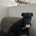 Dog for adoption -2