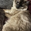 Male Ragdoll finding new home -0