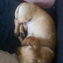 dachshund cream Very Loving  URGENT SALE-4