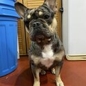 Black &amp; Tan Merle French Bulldog-0