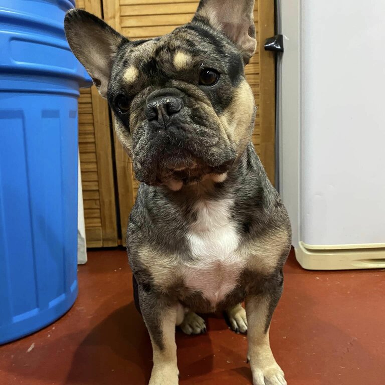 Black &amp; Tan Merle French Bulldog