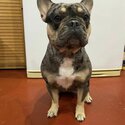 Black &amp; Tan Merle French Bulldog-1