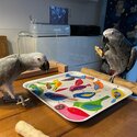 Bonded Pair African Grey Parrot-1